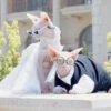 Luxurious Cat Wedding Gown With Train And Veil -A Great Coffee Shop 1 bdf7655c 5faf 4ca3 88e5 cff47f943fe1