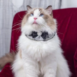 Black Bow Cat Bib -A Great Coffee Shop 20230927 172618