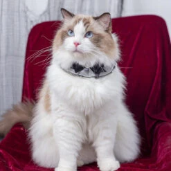 Black Bow Cat Bib -A Great Coffee Shop 20230927 172621