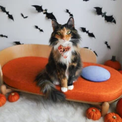 35.9'' Wooden Sunset Cat Couch For Multiple Cats - Stylish Lounge & Play -A Great Coffee Shop 20240607 164304