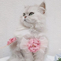 Pink Camellia Cat Harnesses -A Great Coffee Shop 3 6ac4d4b3 31d4 498c 8b8d 559319324c2f