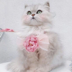 Pink Camellia Cat Harnesses -A Great Coffee Shop 4 6fb4e19c f286 4f43 b101 90f79065ca9a