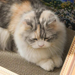 Retro Art Cat Scratcher -A Great Coffee Shop 800 800 4