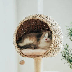 Bird Nest Cat Tree -A Great Coffee Shop bird nest cat tree cat sleeping in top nest