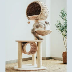 Bird Nest Cat Tree -A Great Coffee Shop bird nest cat tree right side cat on platform