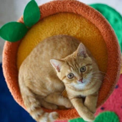 Fruit World Cat Tree 23 Fruit World Cat Tree -A Great Coffee Shop fruit world cat tree orange cat on orange platform
