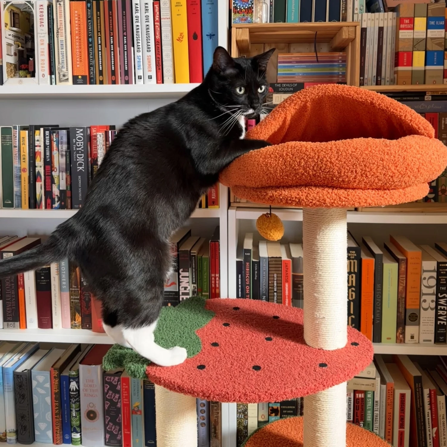 Fruit World Cat Tree 8 Fruit World Cat Tree - Image 6