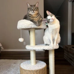 Milk Cloud Cat Tree -A Great Coffee Shop milk cloud cat tree two cats in soft beds