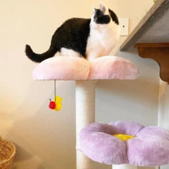Three Flower Cat Tree -A Great Coffee Shop three flower cat tree flower platform front view